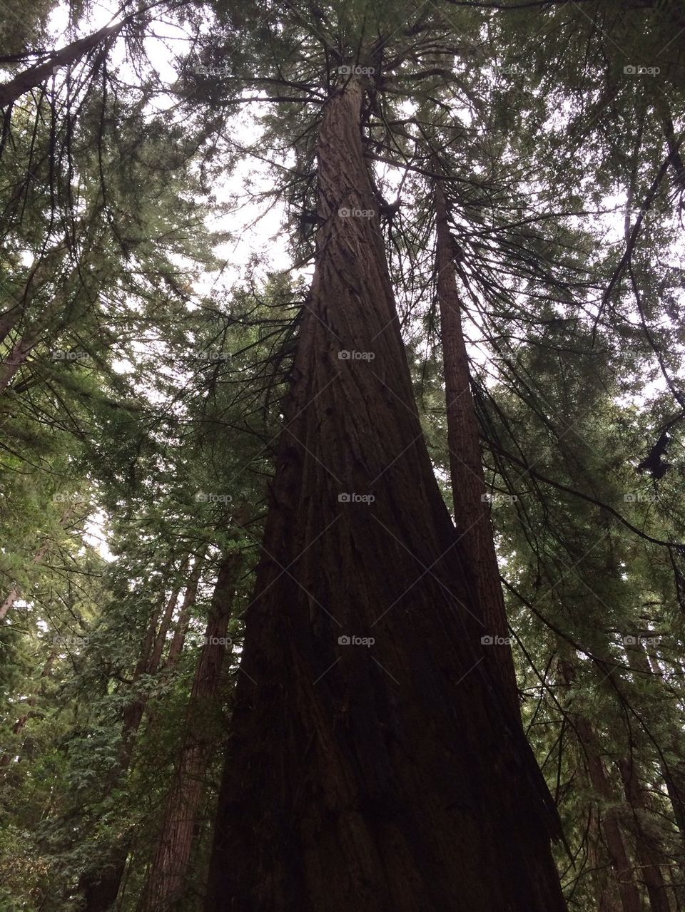 Redwoods 