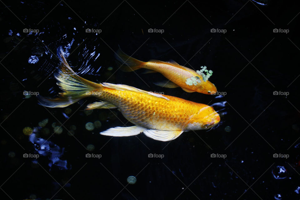 Couple of koi fish swimming in a dark water