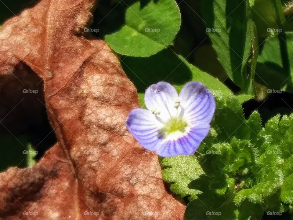 geranium blossom