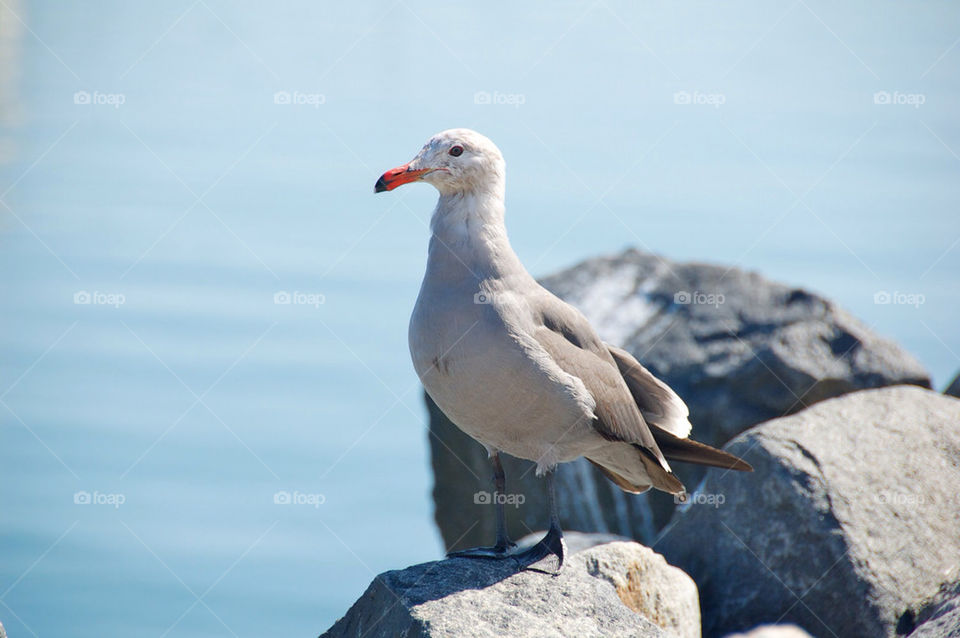 bird rock seagull united states by marqu3s