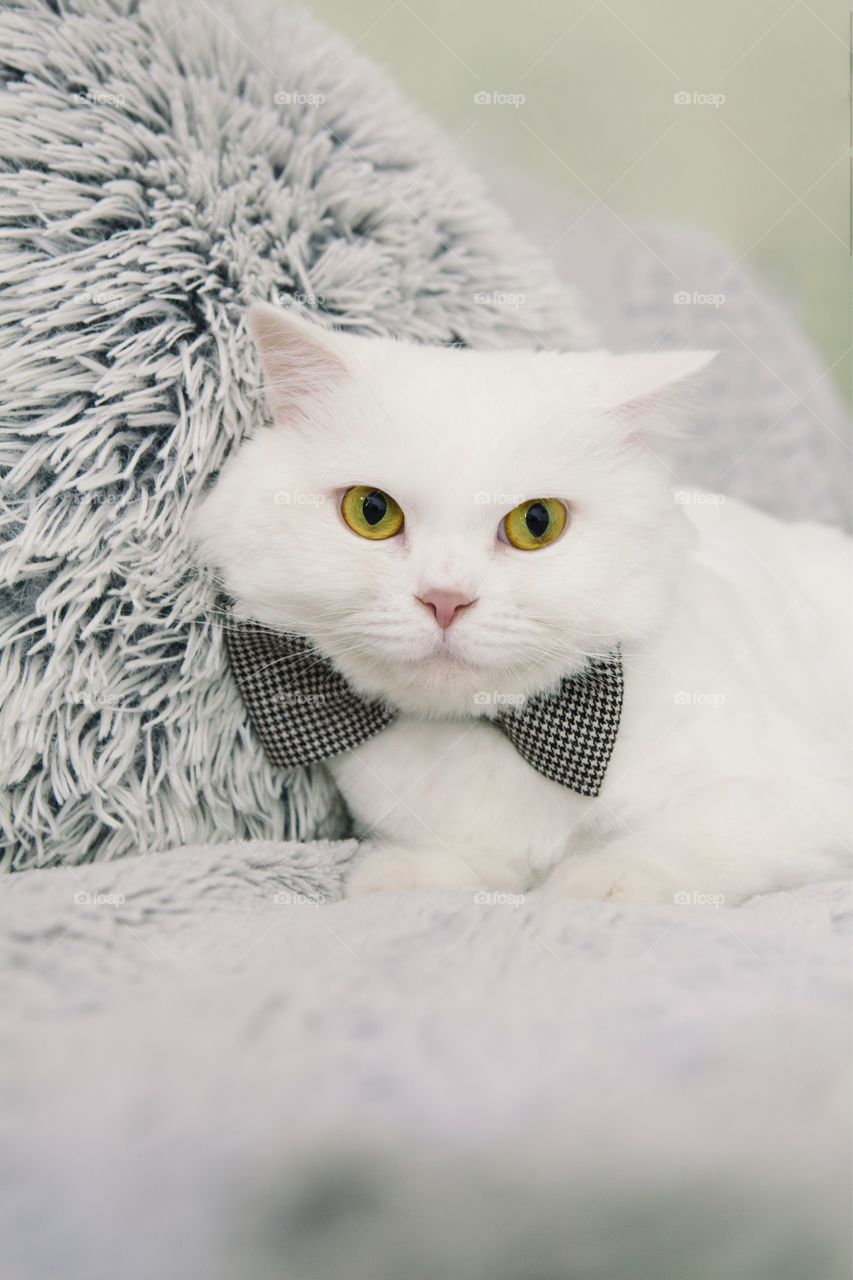 White cat wearing bow tie