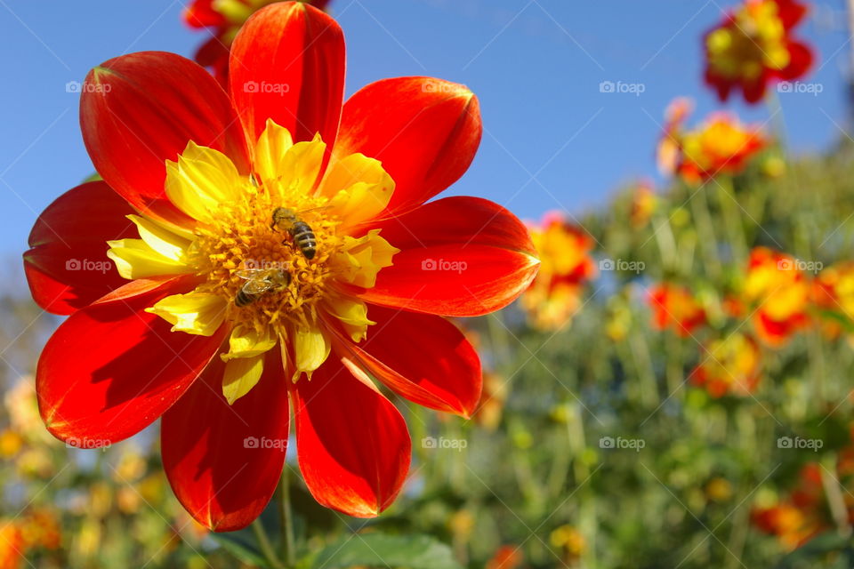 Bees on a red and yellow dahlia flower bloom
