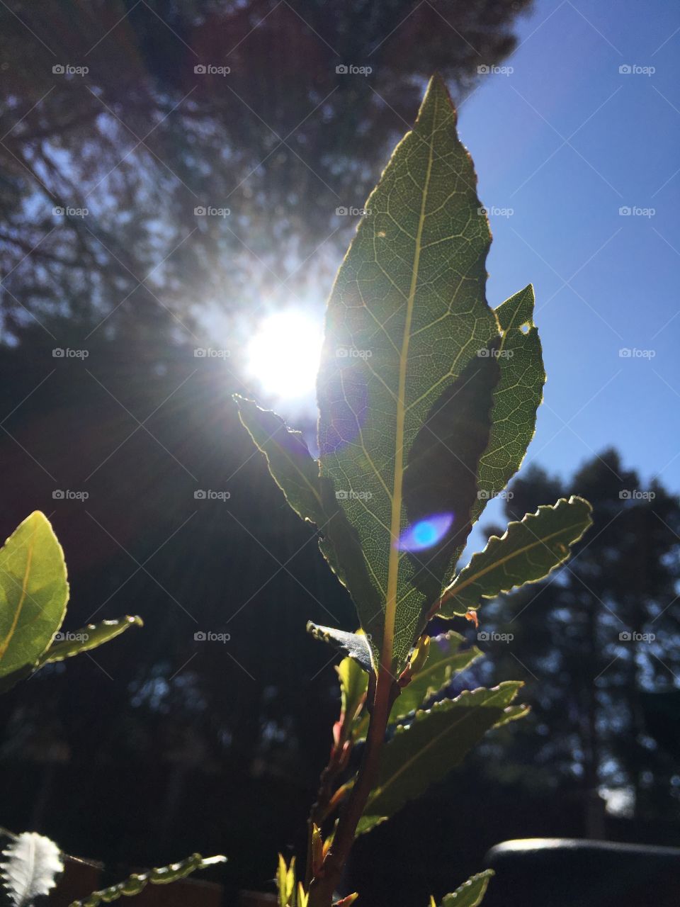 Bay leaves with sun rays shining through behind and pine trees in the background in my garden