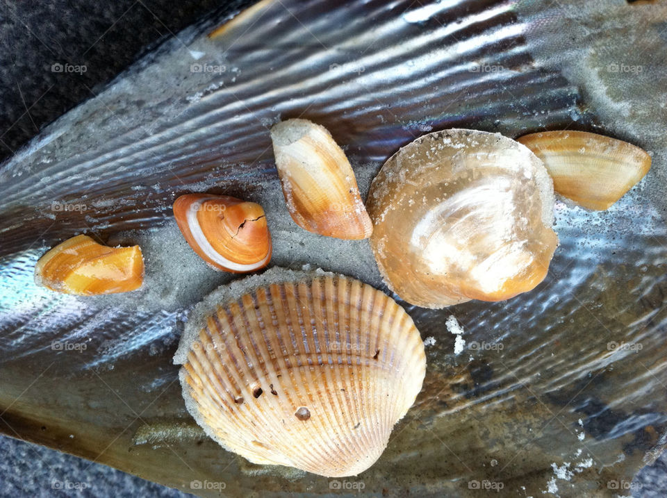 shells by dfreudenmann