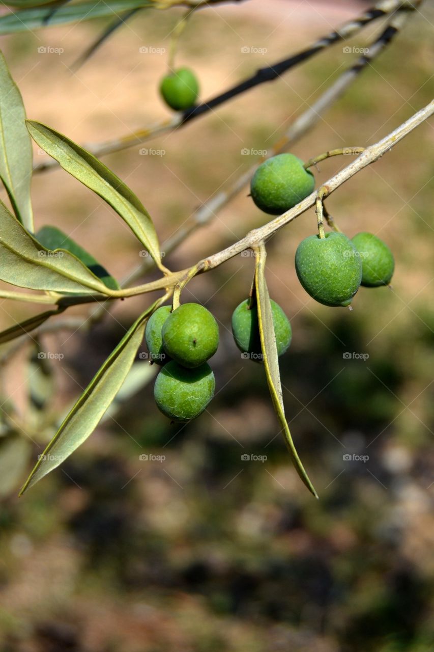 Olive tree