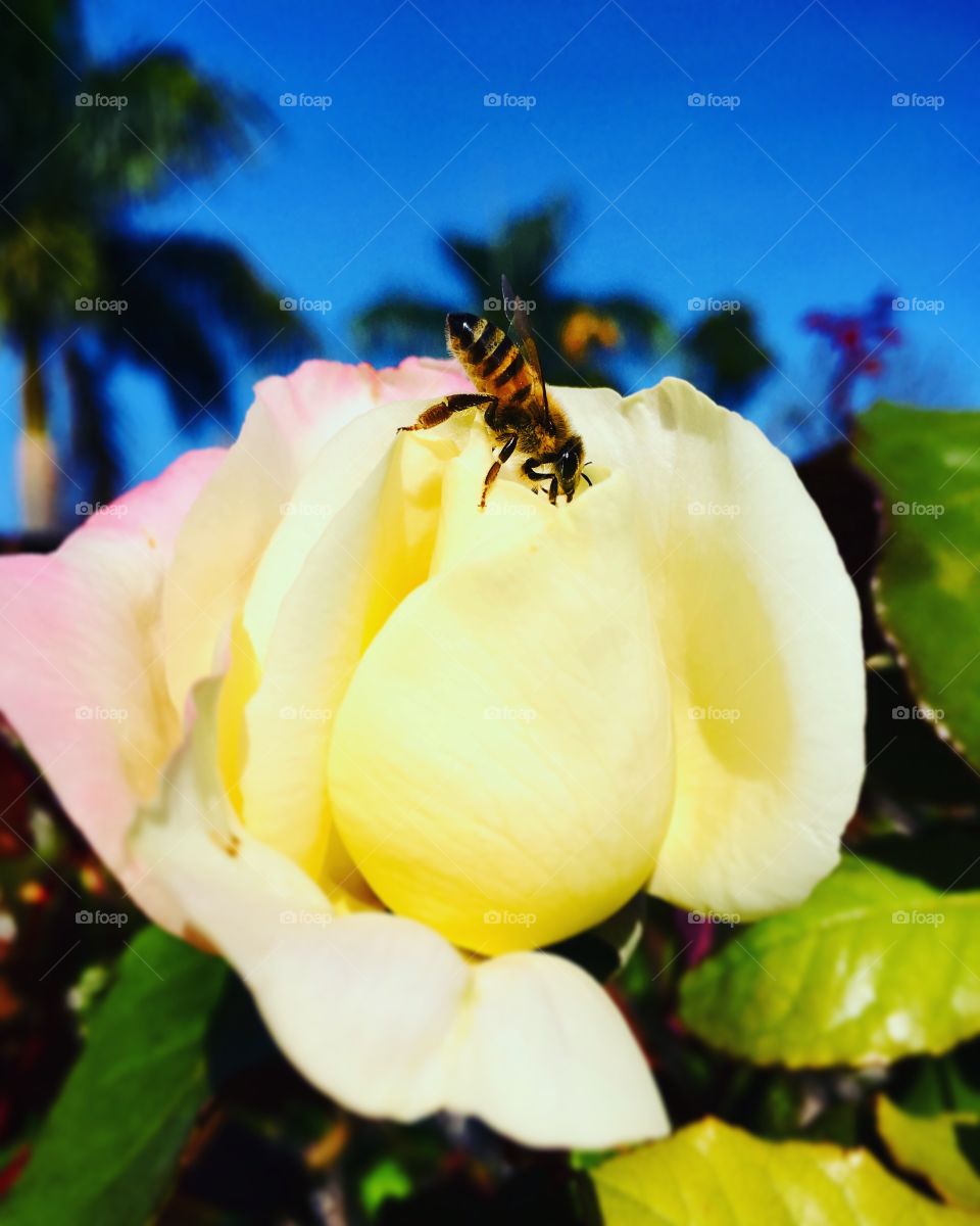 FOAP MISSION - A photo to represent 2019: the bee and the flower! / Uma foto para representar 2019: a abelha e a flor! 🐝