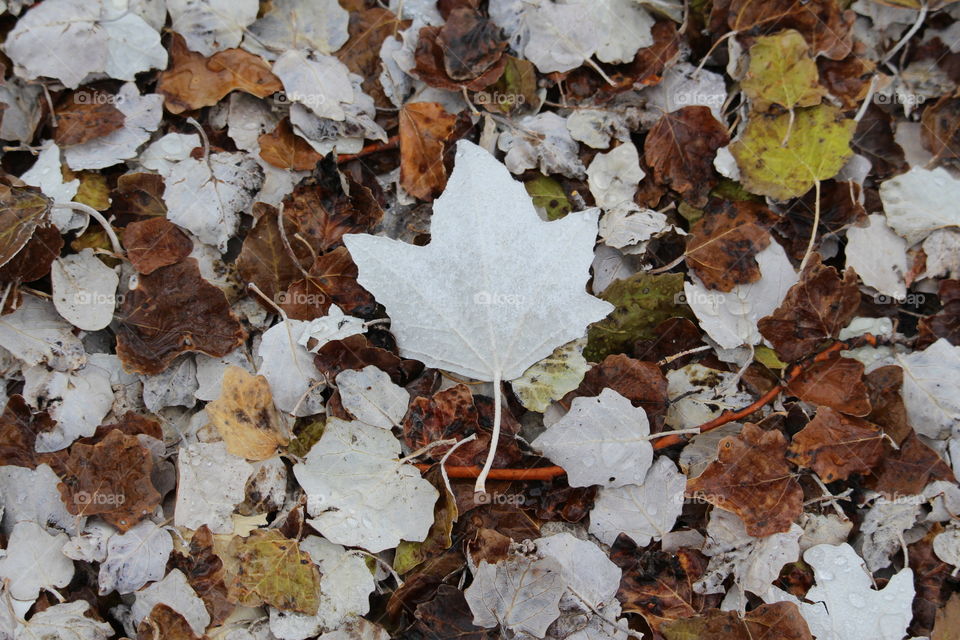 Silver Poplar leaf