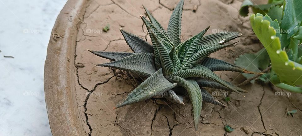 ZEBRA PLANT ☘️🌵