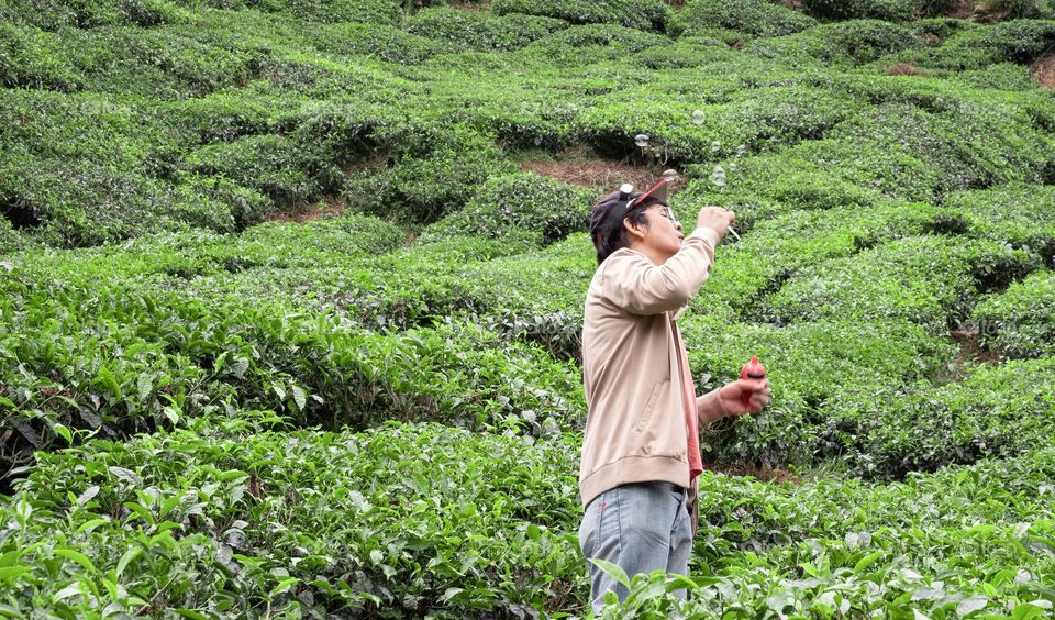 Tea plantation ... Kameron highland , Malaysia