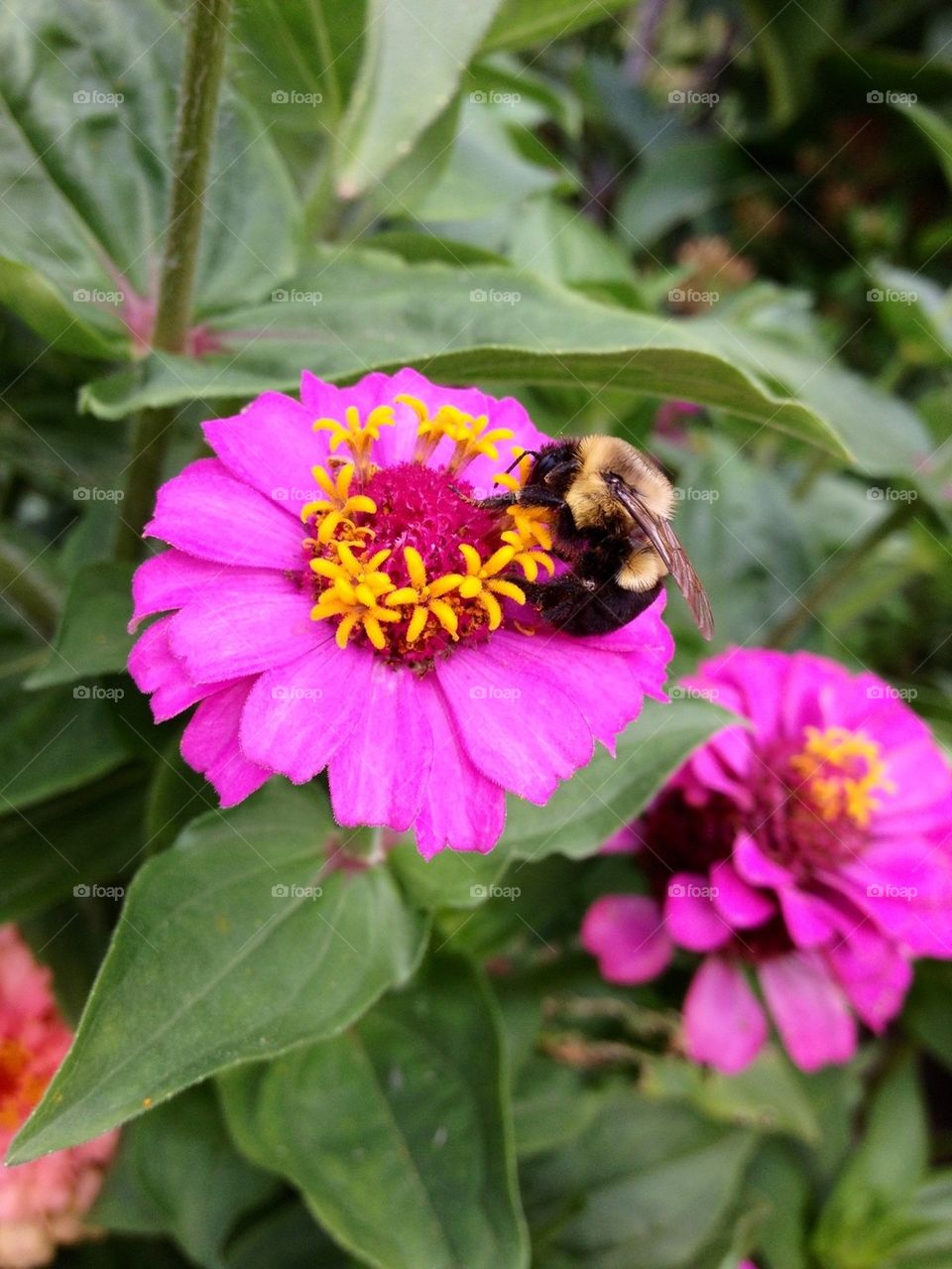 A BEE-Utiful Flower