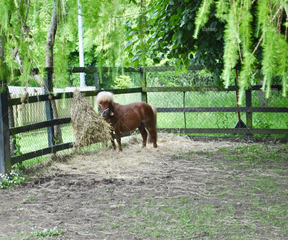 Mini horse feeding