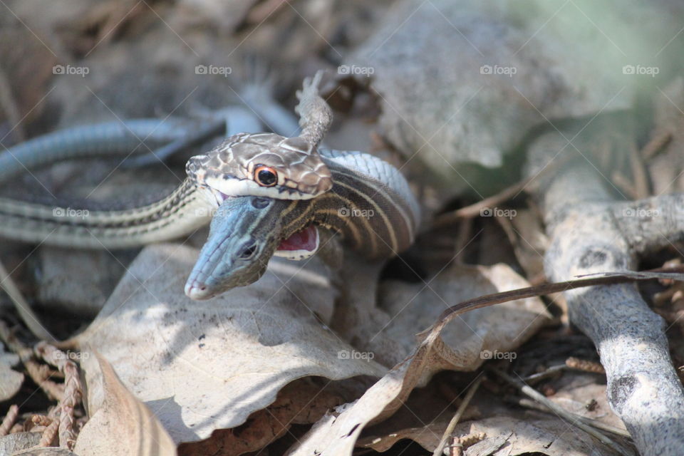 Snake hunting Lizard.