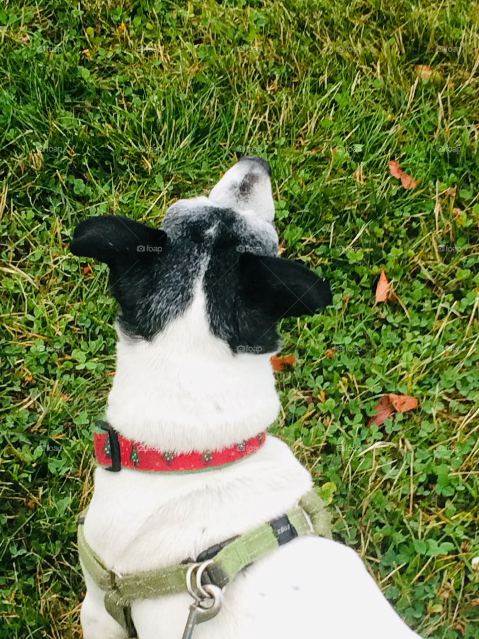 Coco, what’s that you see?