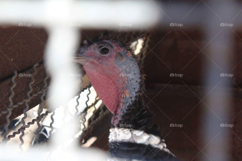 I hate turkeys, really HATE them.