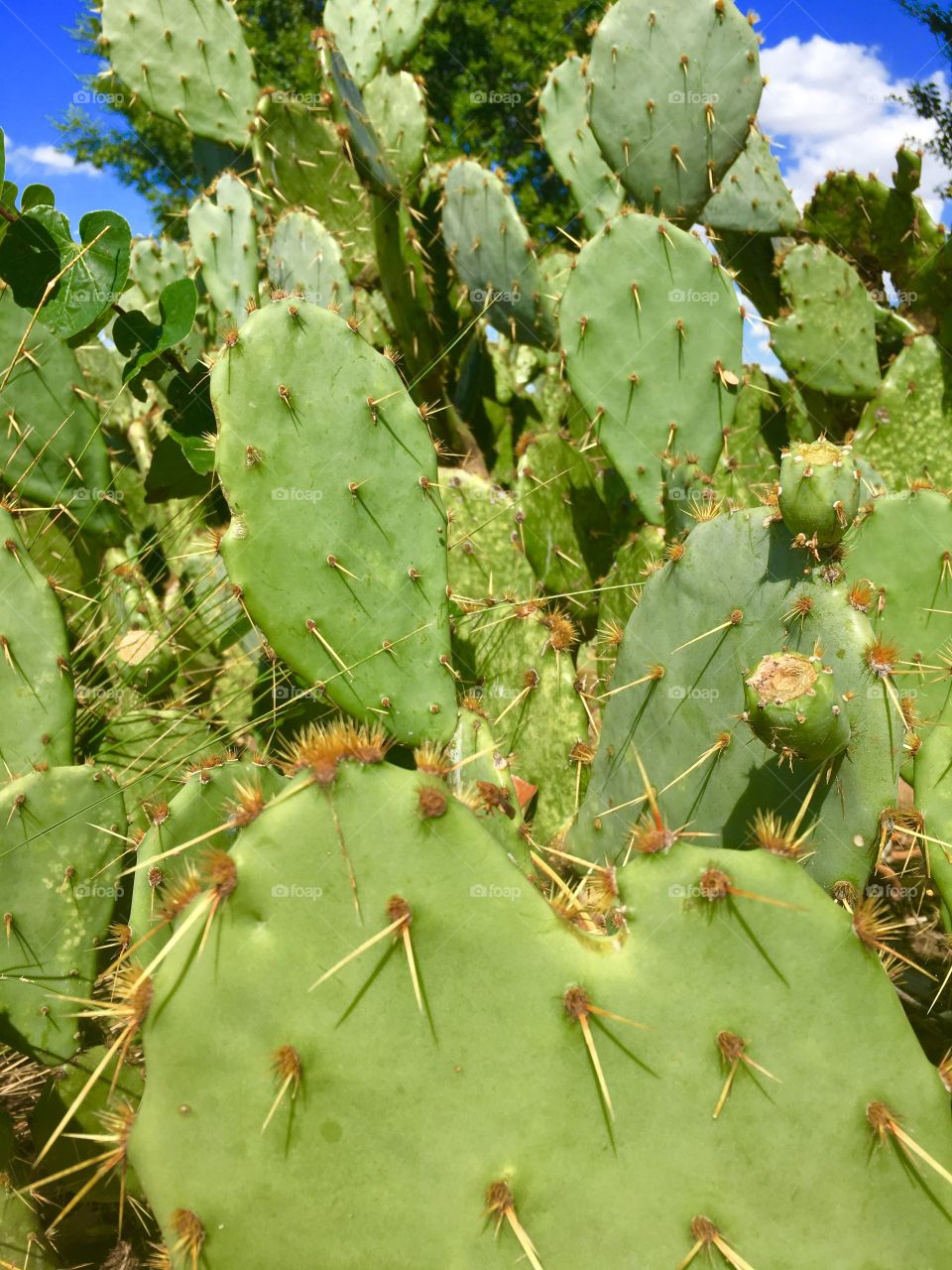 Cactus, Succulent, Desert, Spine, Prickly