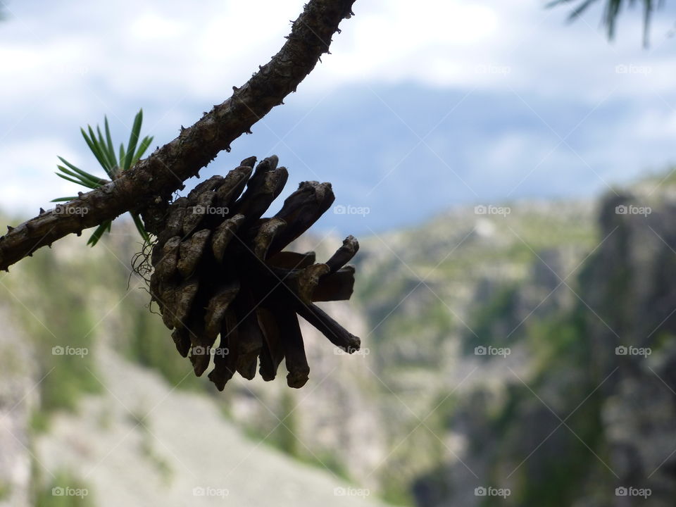 Conifer