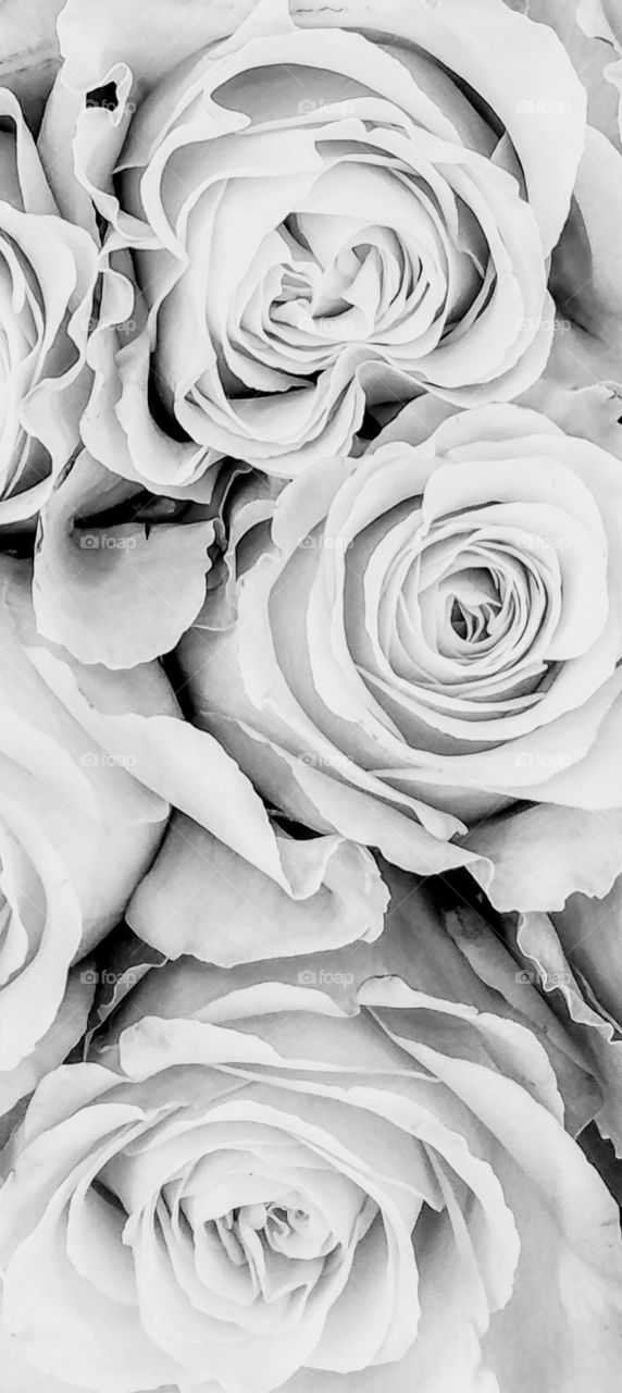 Roses  in Black and White