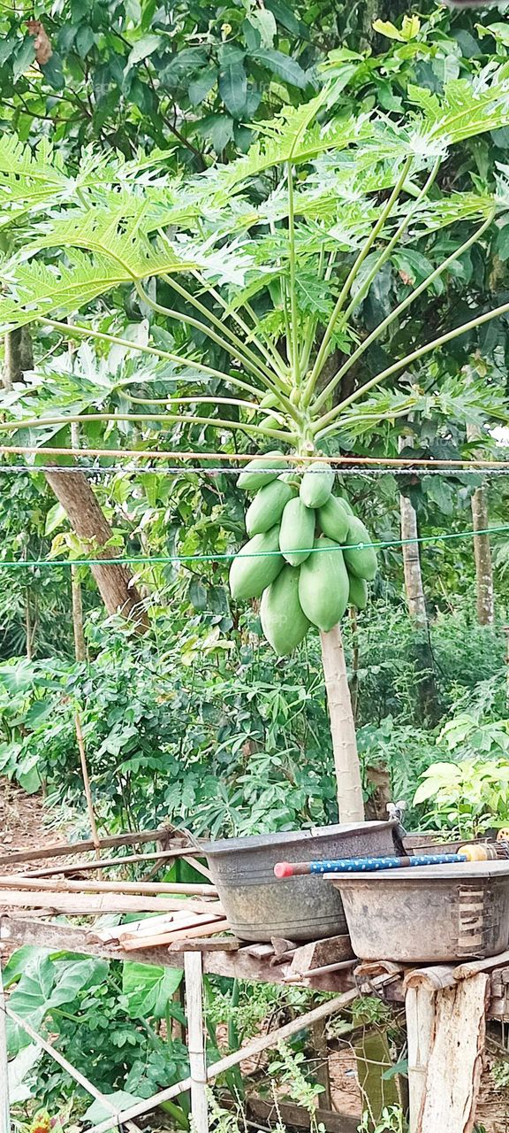 Fresh fruits still in its tree