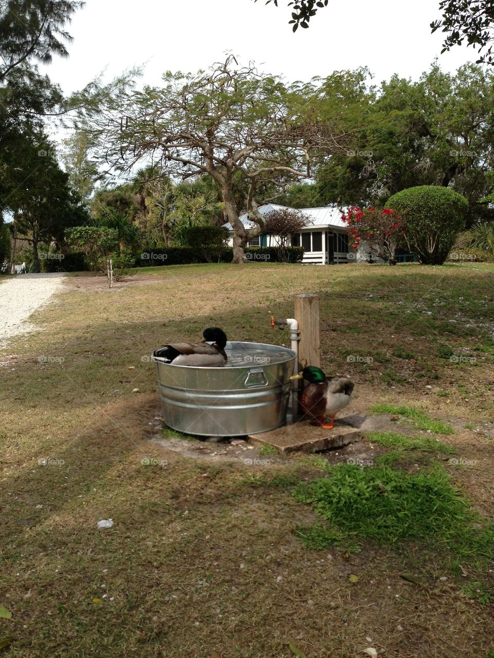 Ducks bathing in a basin in the countryside.