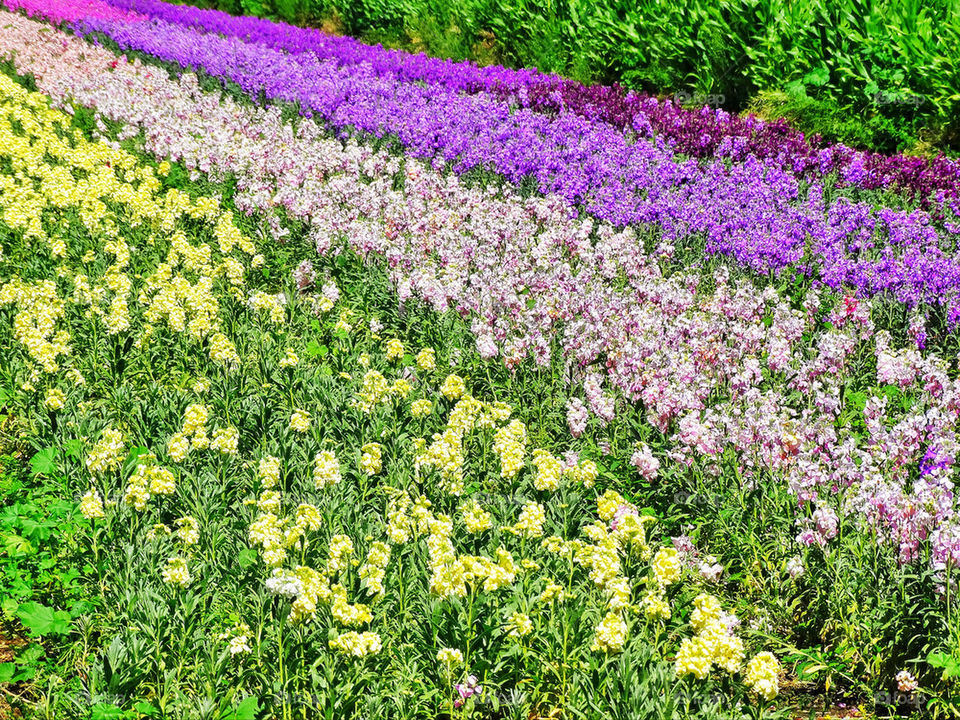 Wildflowers growing in colorful rows