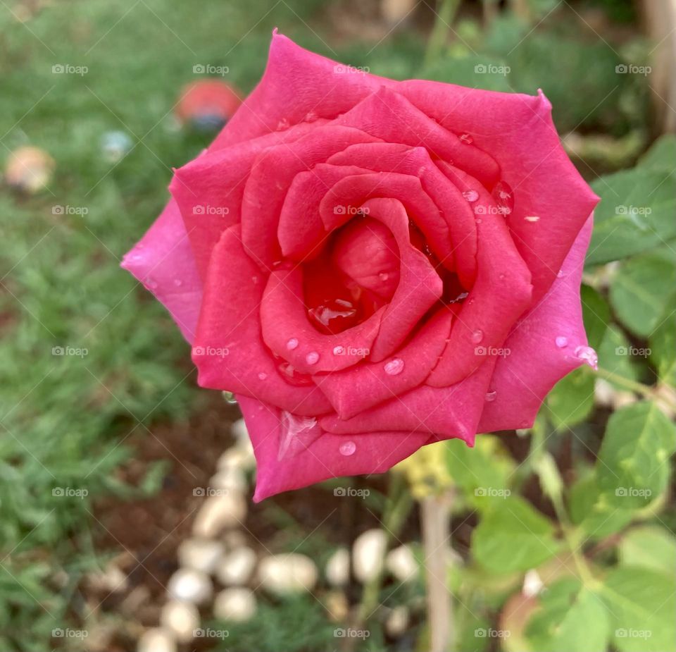 🌹 🇺🇸 Very beautiful flowers to brighten our day.  Live nature and its beauty. Did you like the delicate petals? / 🇧🇷 Flores muito bonitas para alegrar nosso dia. Viva a natureza e sua beleza. Gostaram das pétalas delicadas? 