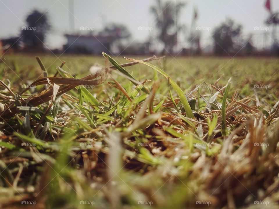 grass