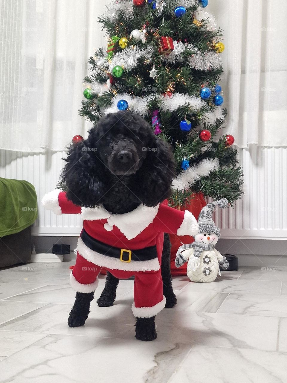 santa dog