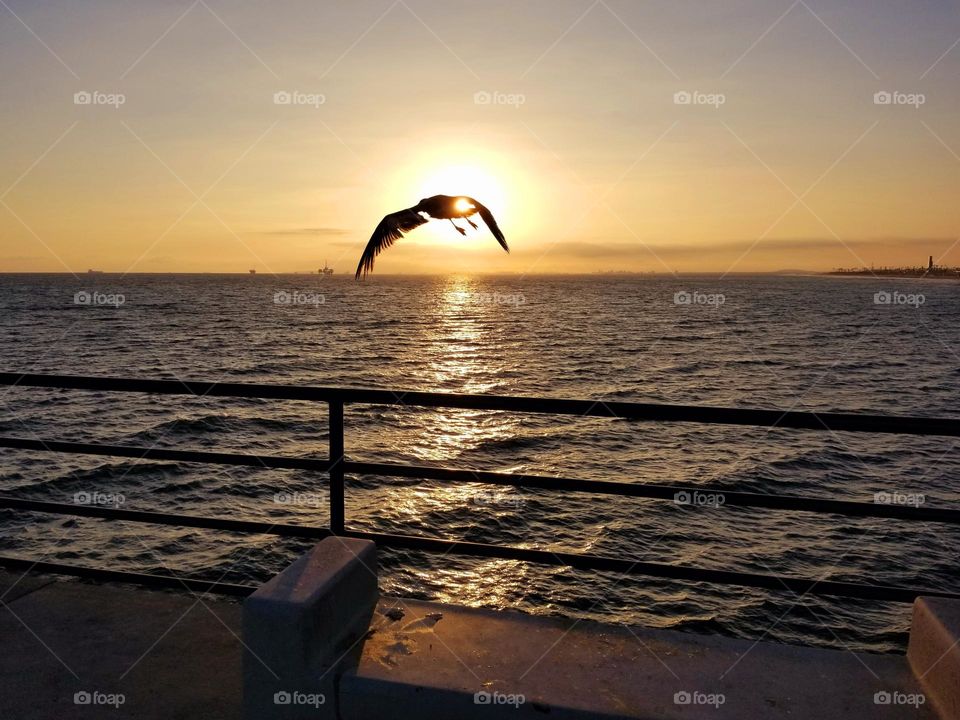 A passing seagull blocks the setting sun in Southern California