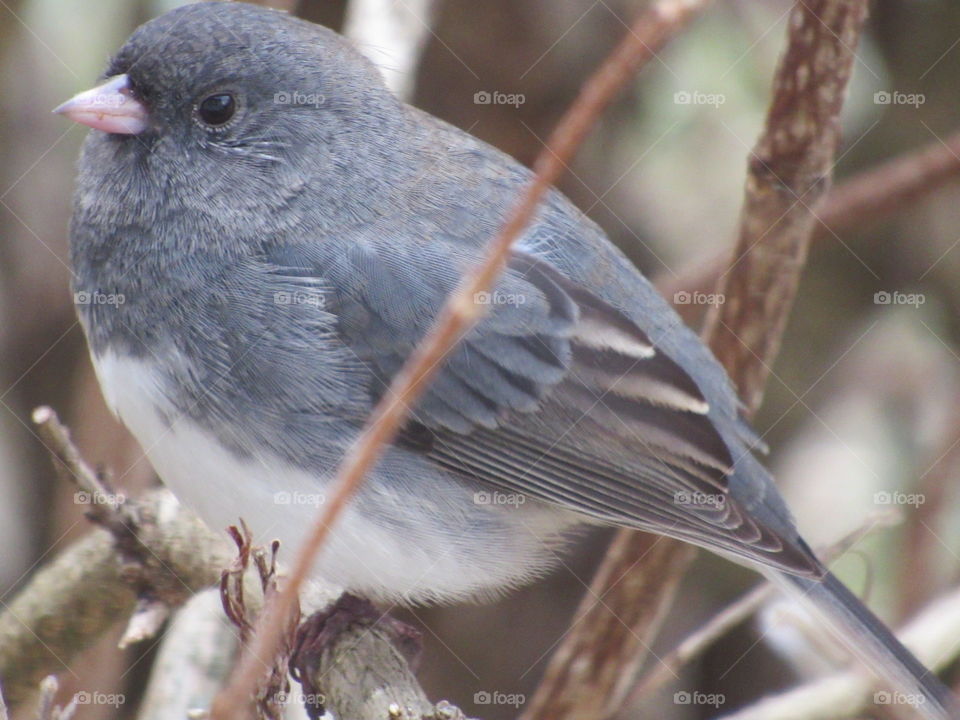 Bird, Wildlife, Nature, No Person, Songbird