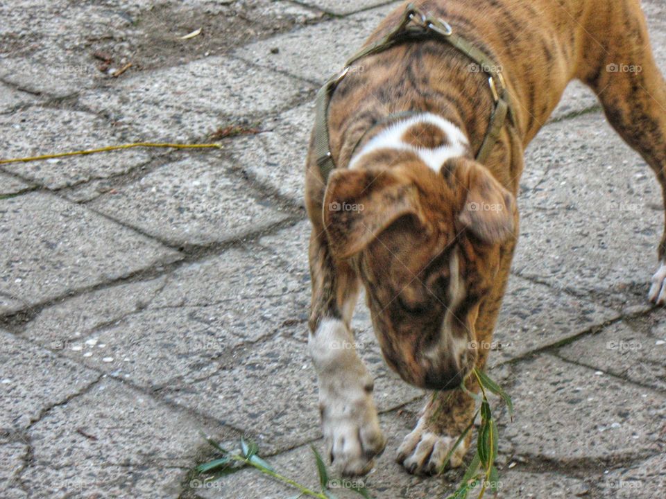 puppy pit bull щенок питбуля