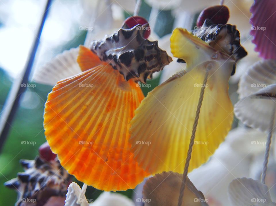 Close up of seashell