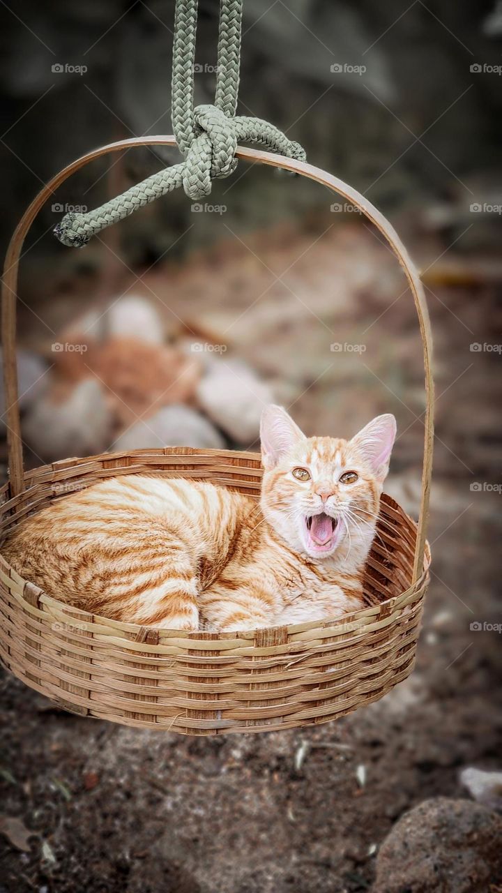 cute kitty basket