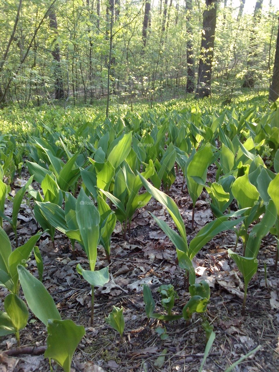 natural carpet