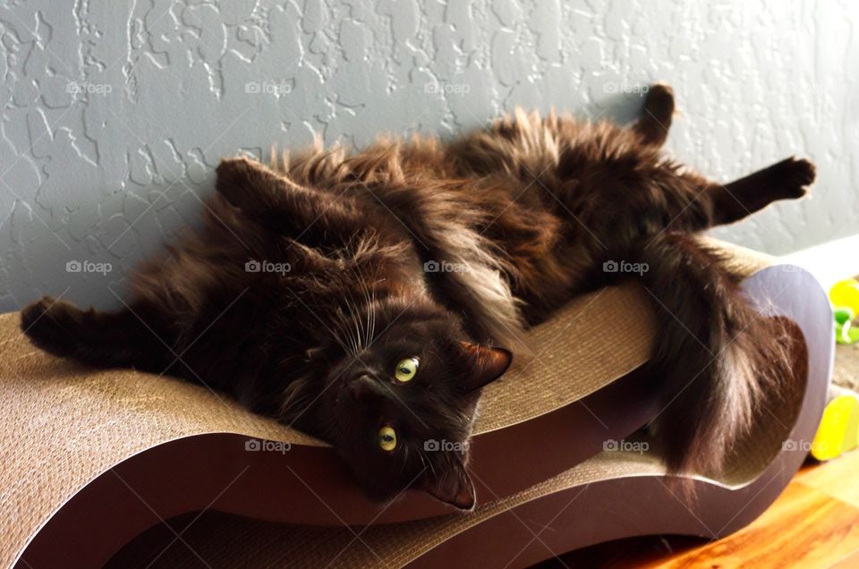 My cat relaxing on his cat scratcher.