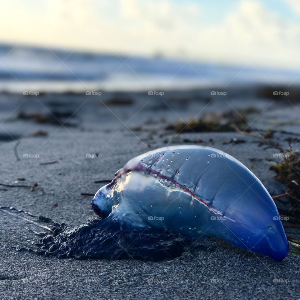 A beautiful Portuguese Man O War stuck on the sands of Deerfield Beach, Florida. 