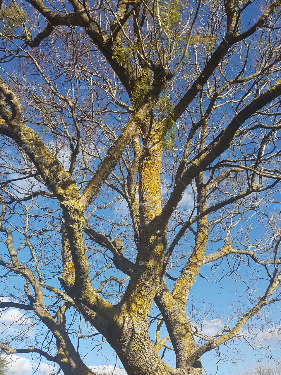 Winter trees