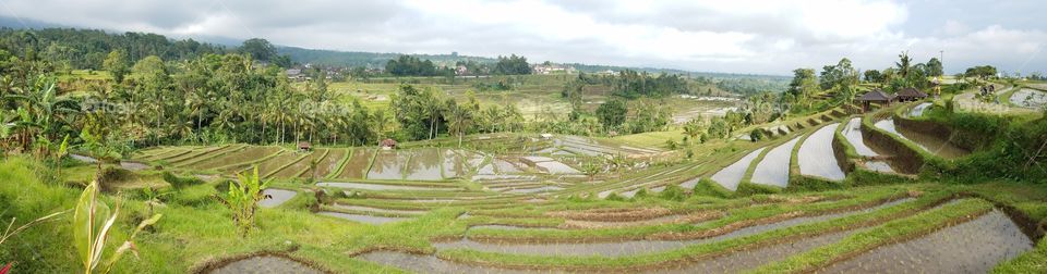 Rice Field Terrace