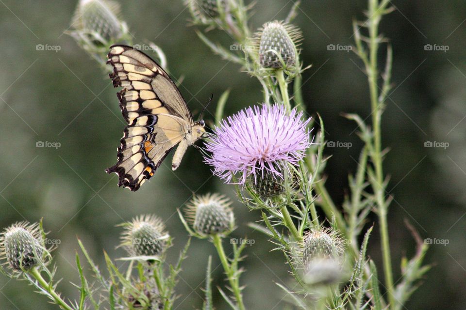 Yellow and black butterfly collecting pollen of wild purple plants