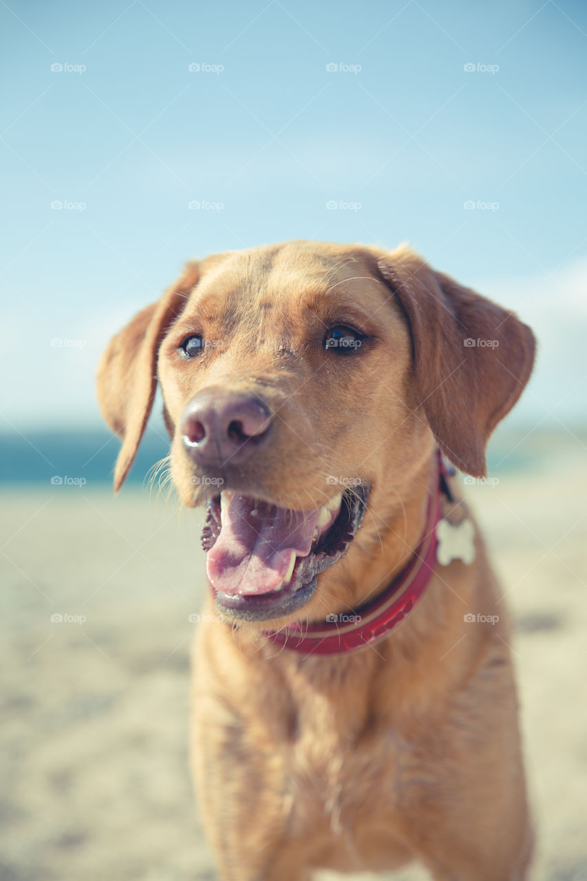 A portrait of a big friendly Labrador retriever dog on a sandy beach with its tongue lolling looking thirsty on summer vacation 