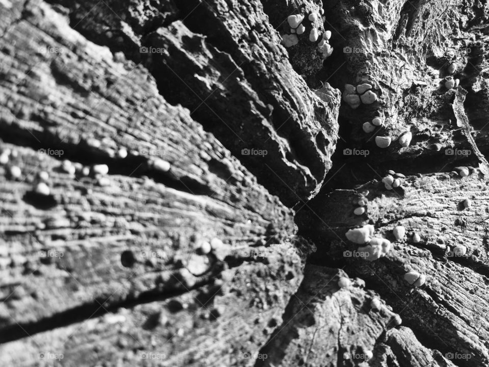 Macro shot in black and white of the heart of a sawed stump in the forest 