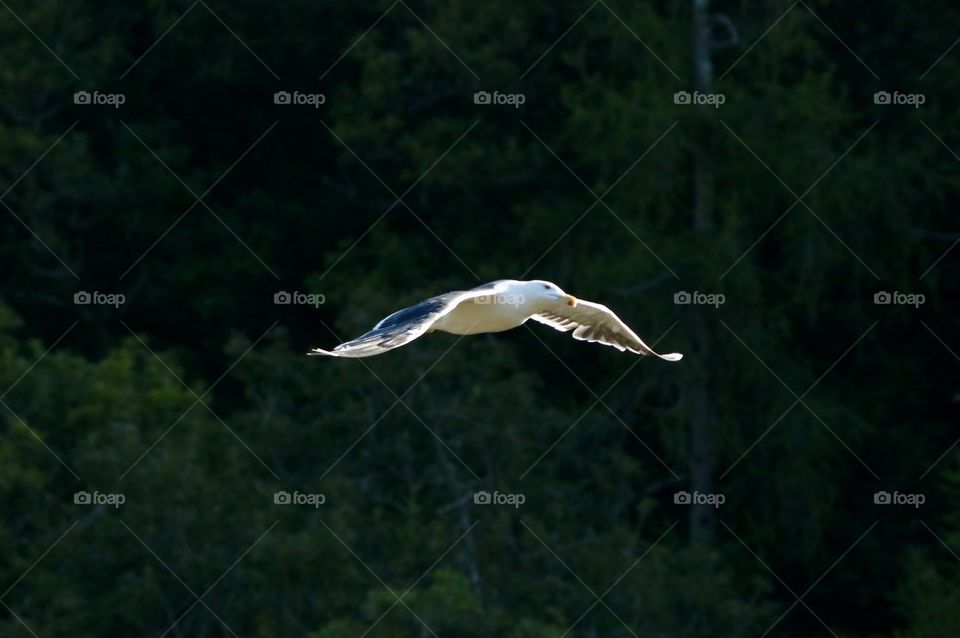 seagull in flight