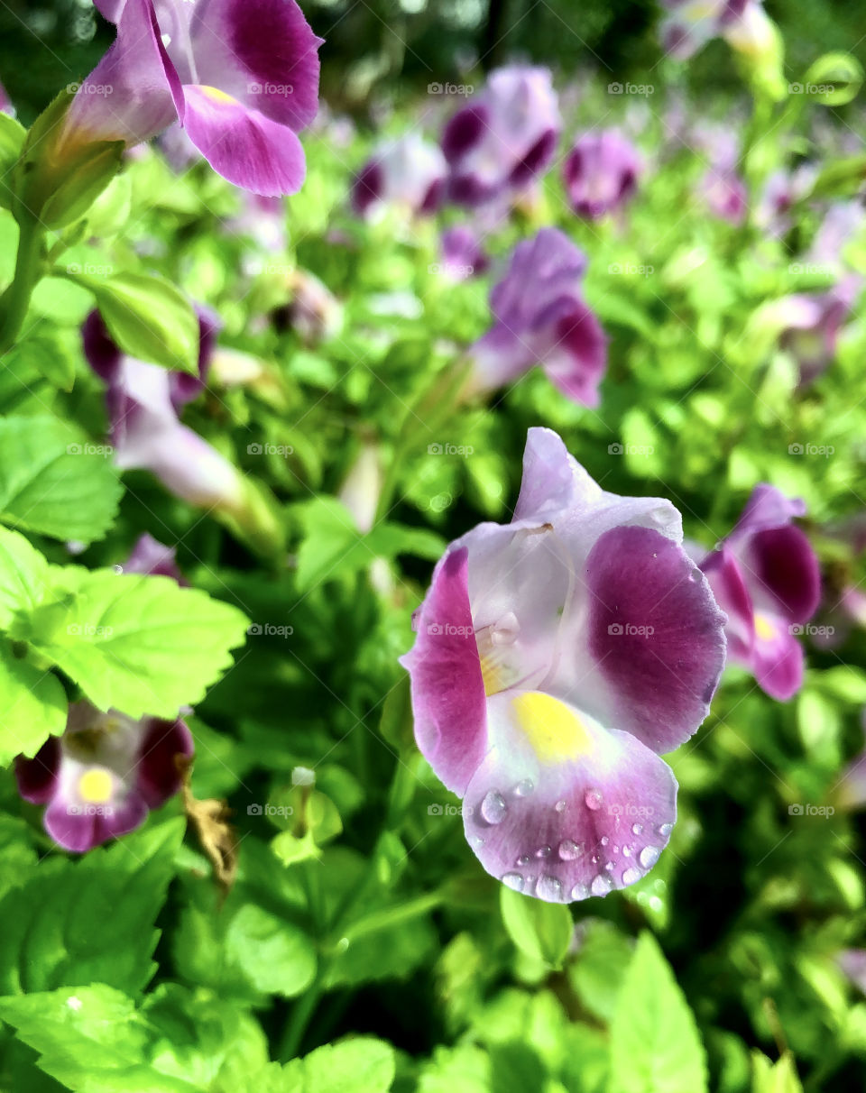 Selective focus closeup of pink flowers with droplets of dew