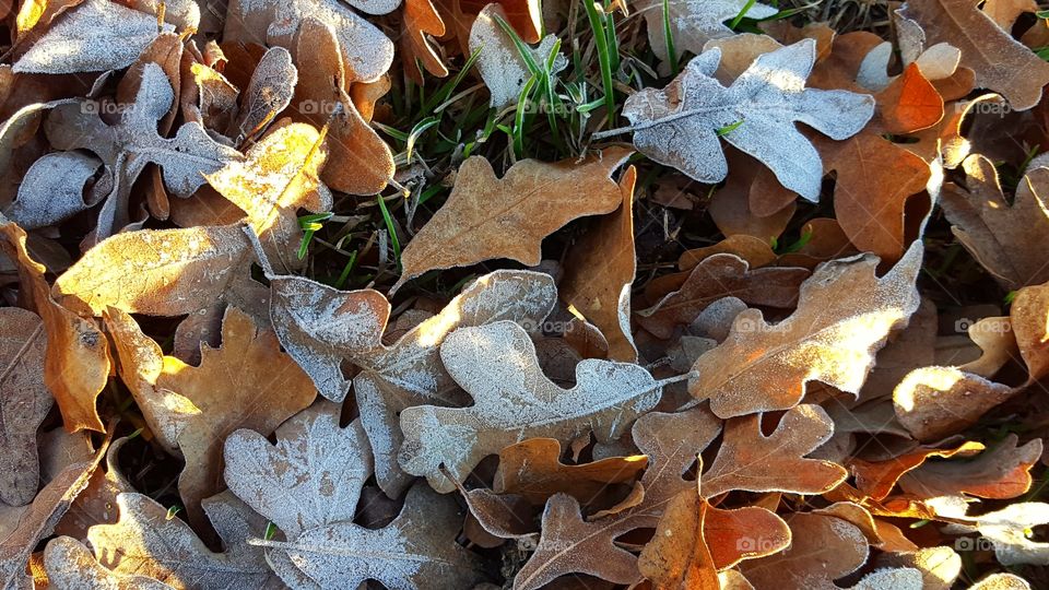 My favorite part of Winter is taking pictures of frost, ice, and snow.