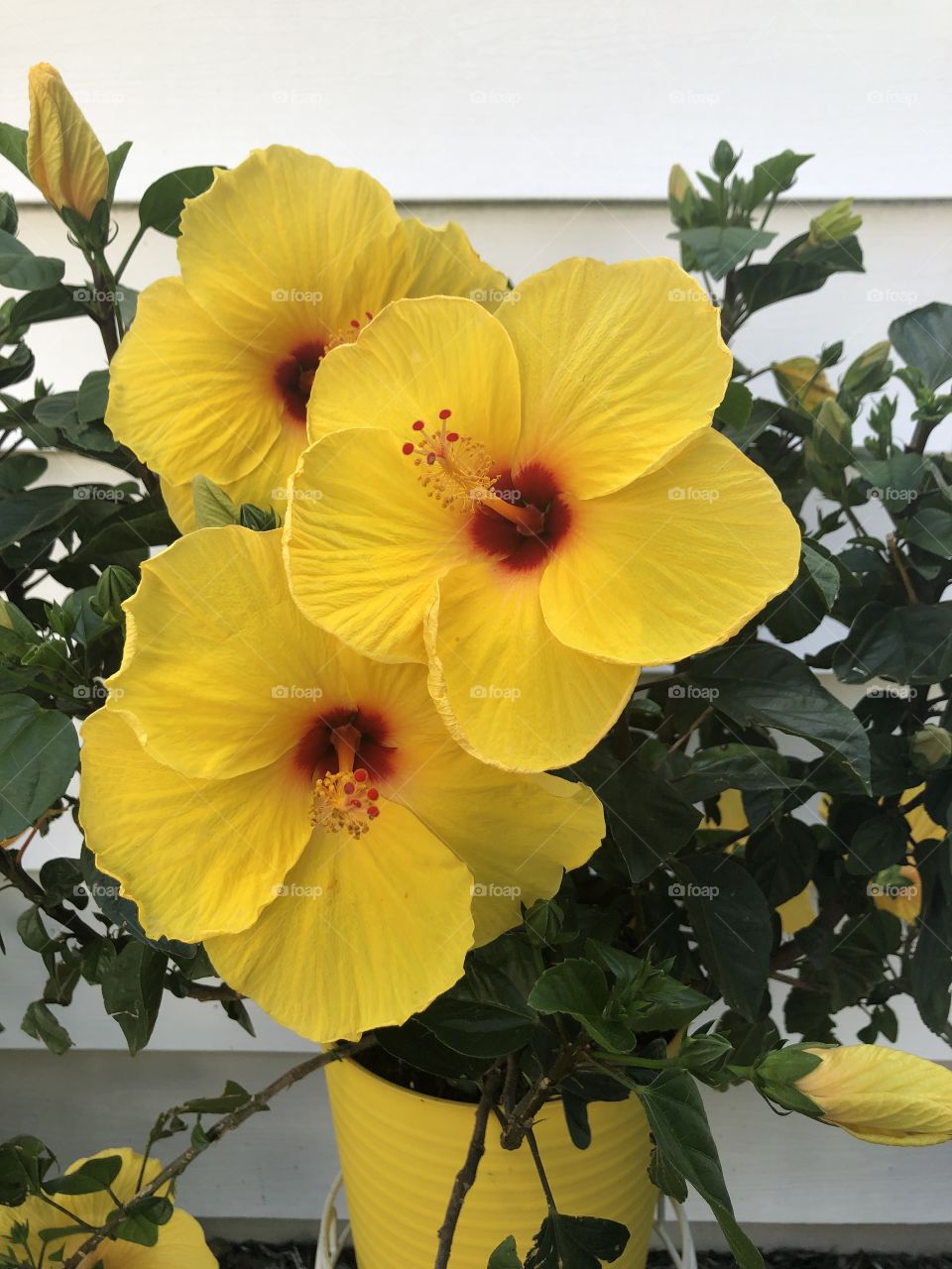 Three huge yellow hibiscus flowers 