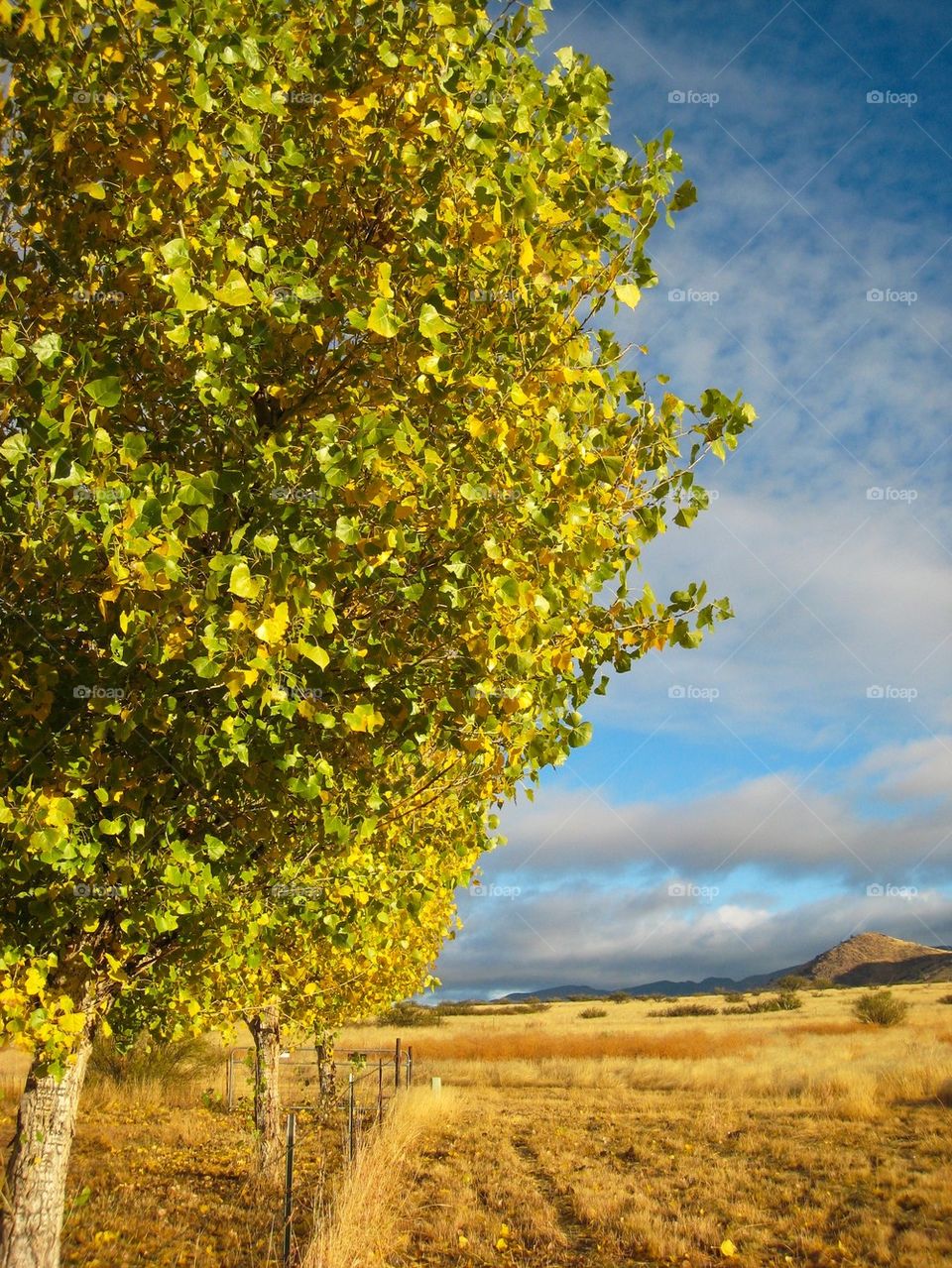 View of a field against sky