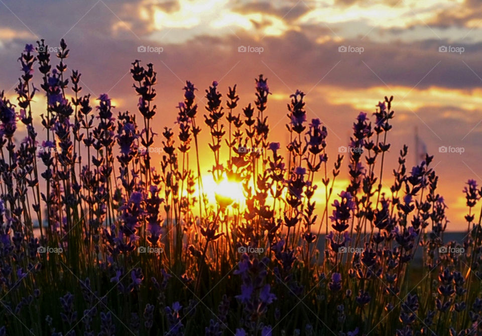 Lavender sunset