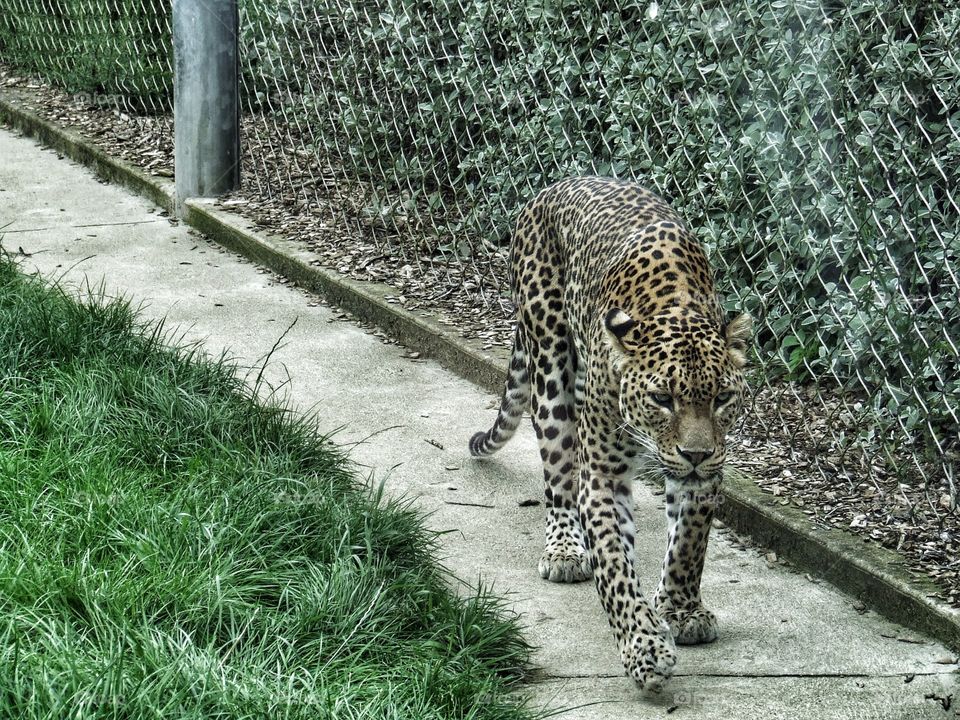Leopard walking.