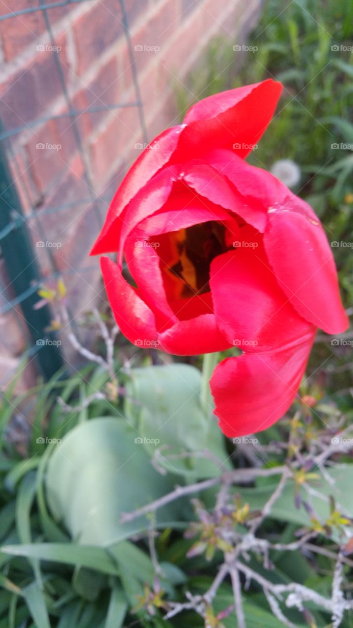 Red tulip