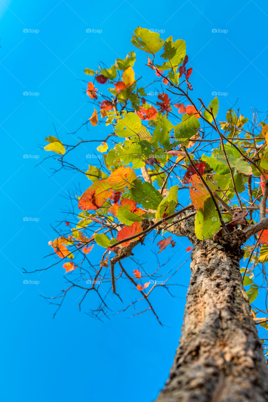 Background photo of colorful leaf in autumn season