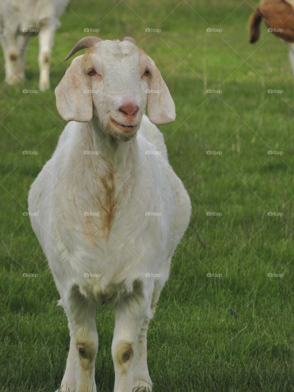 White Goat with a Background of Green Grass